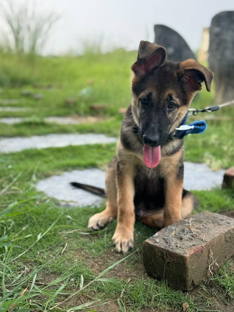 german shepherd 2