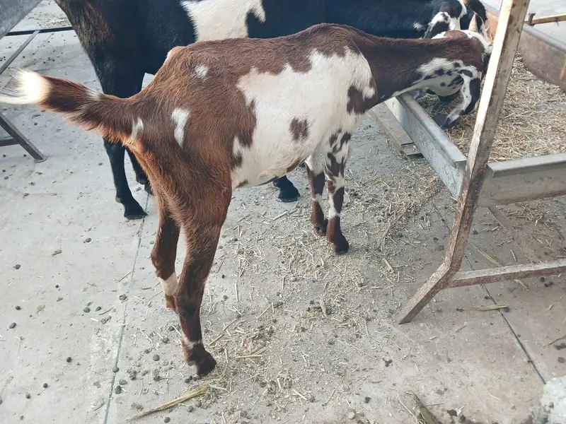 Desi goats | Beetal goats |  بکرا | Teddy bakra | bakra for sale — photo 2