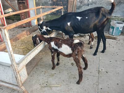 Desi goats | Beetal goats |  بکرا | Teddy bakra | bakra for sale