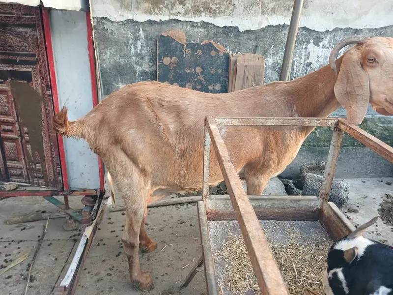 Desi goats | Beetal goats |  بکرا | Teddy bakra | bakra for sale — photo 3