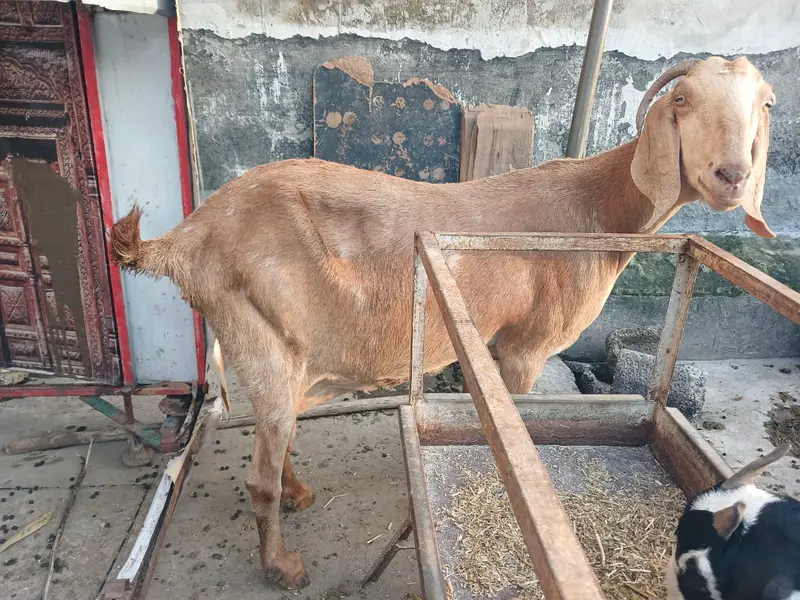 Desi goats | Beetal goats |  بکرا | Teddy bakra | bakra for sale — photo 4