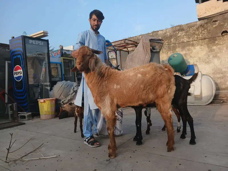 Desi goats | Beetal goats |  بکرا | Teddy bakra | bakra for sale — photo 5