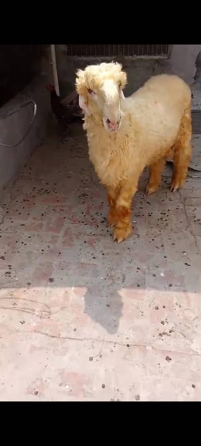 supreme Quality Mundra male