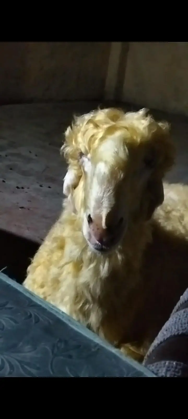 supreme Quality Mundra male — photo 3