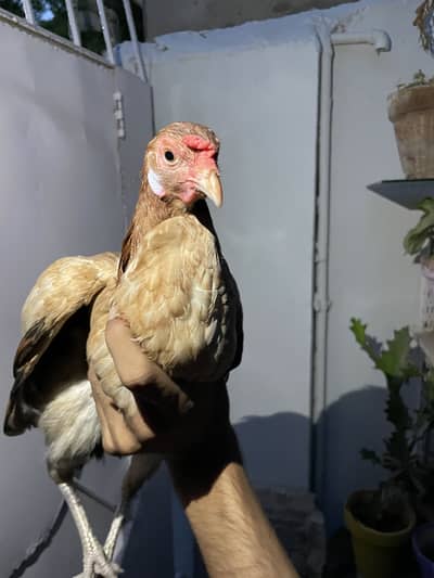 4 hens one rooster
