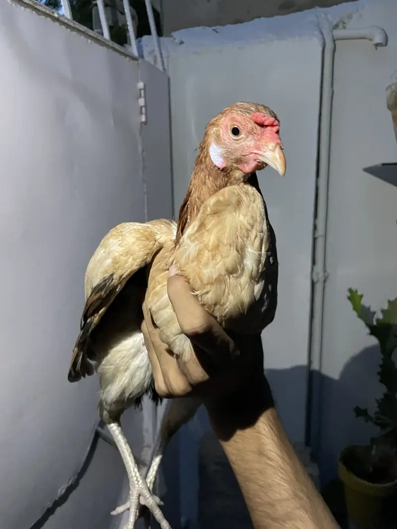 4 hens one rooster — photo 2