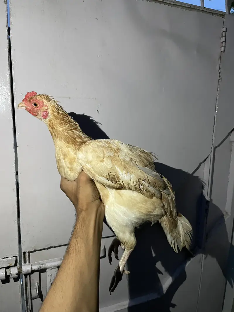 4 hens one rooster — photo 3