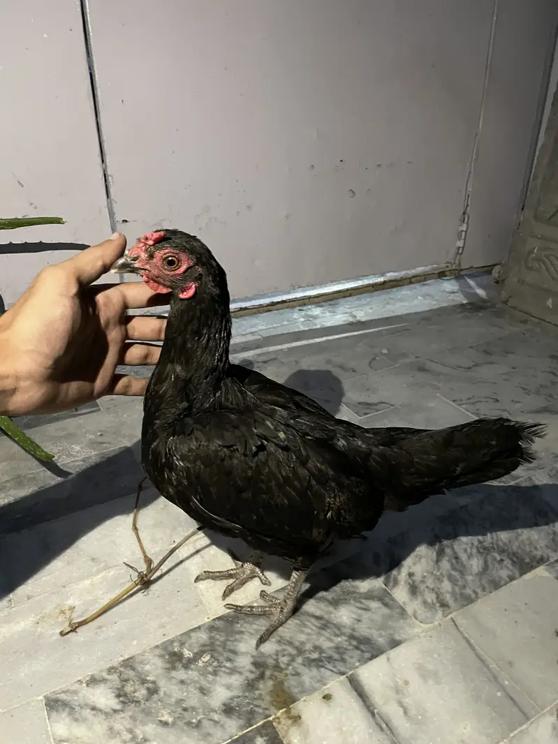 4 hens one rooster — photo 4