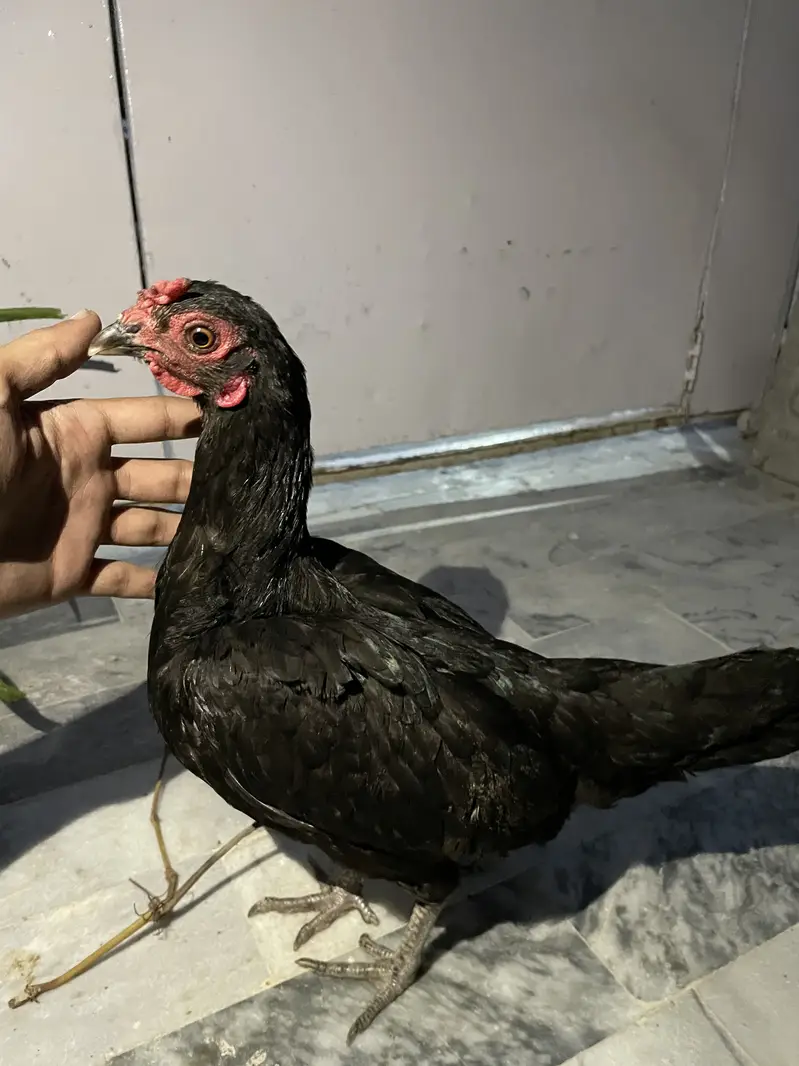 4 hens one rooster — photo 5