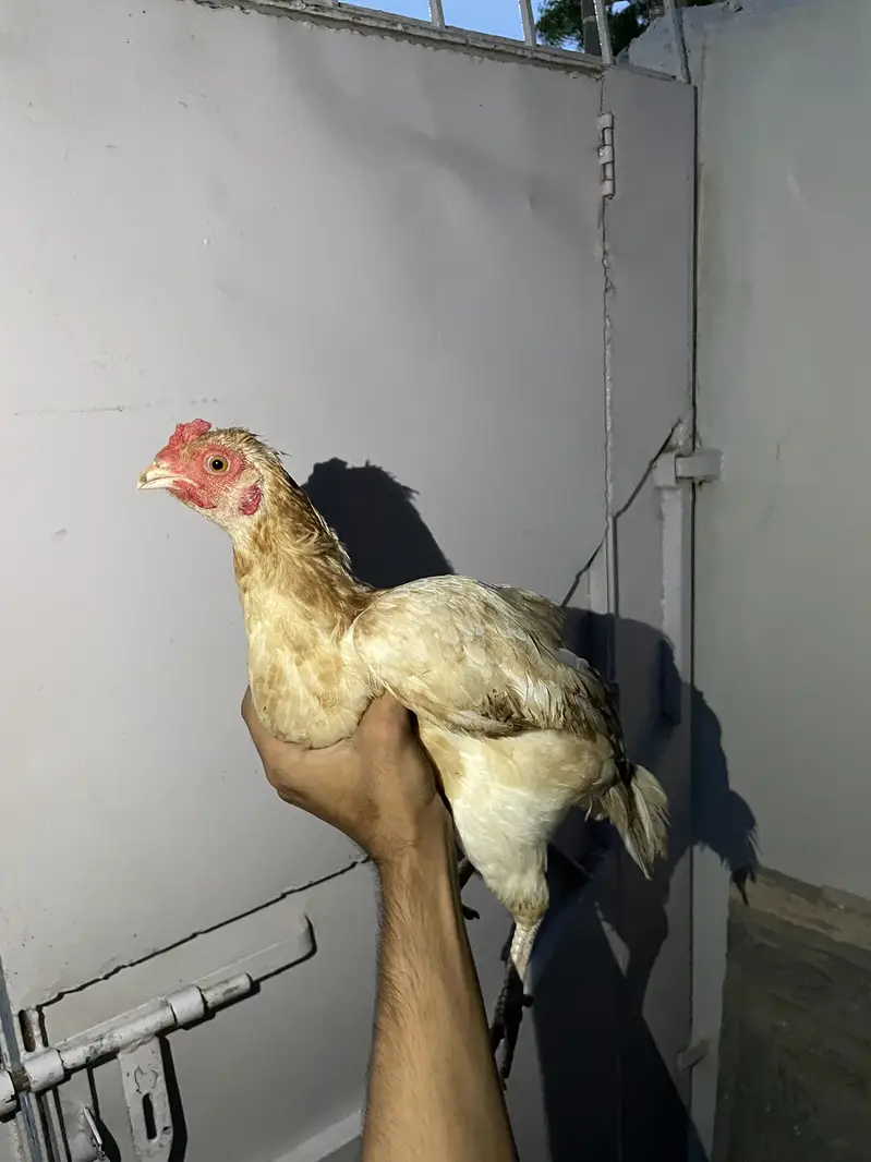 4 hens one rooster — photo 6