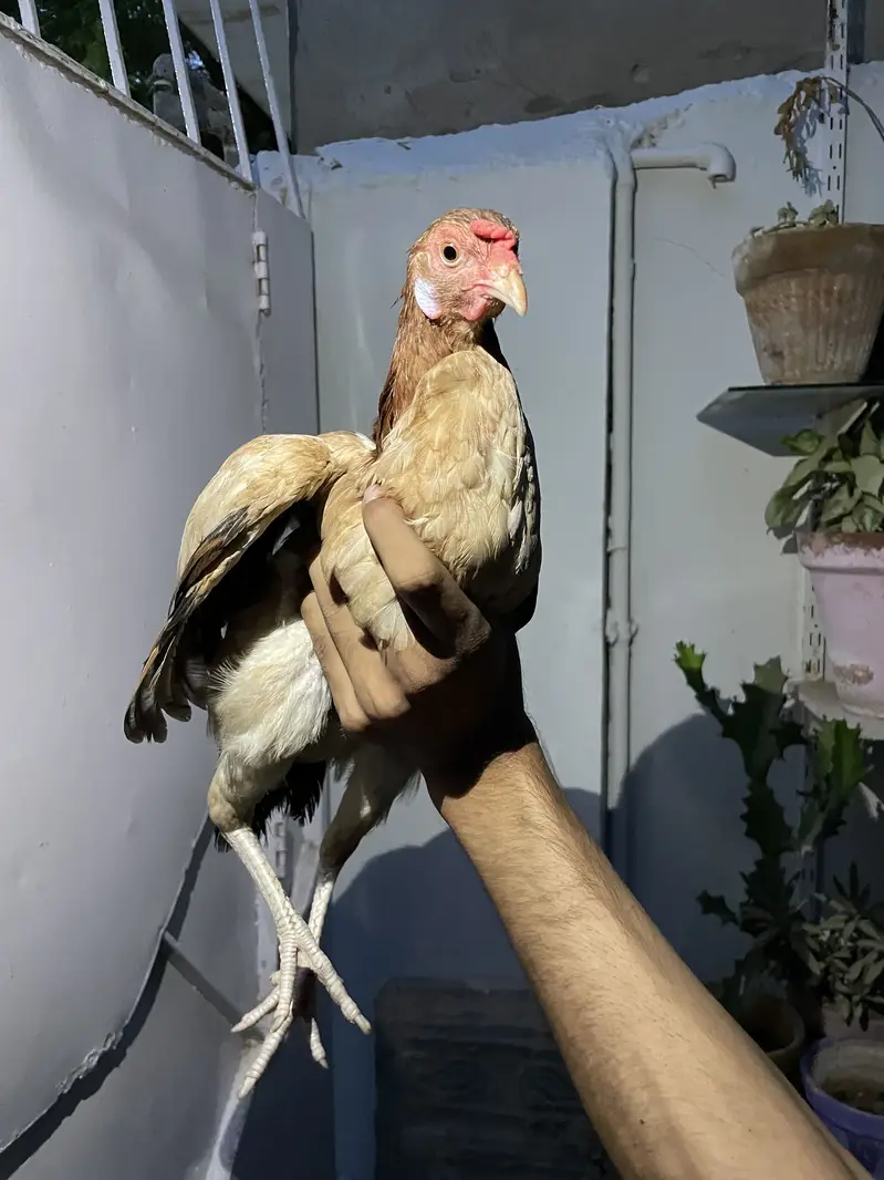 4 hens one rooster — photo 7