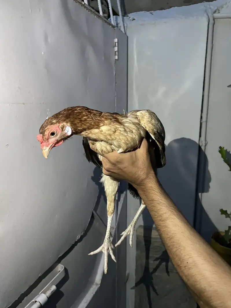4 hens one rooster — photo 8
