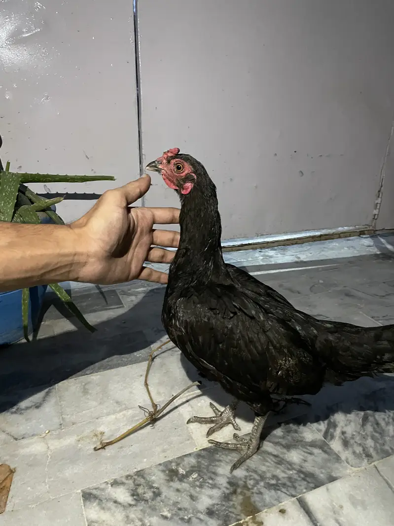 4 hens one rooster — photo 9
