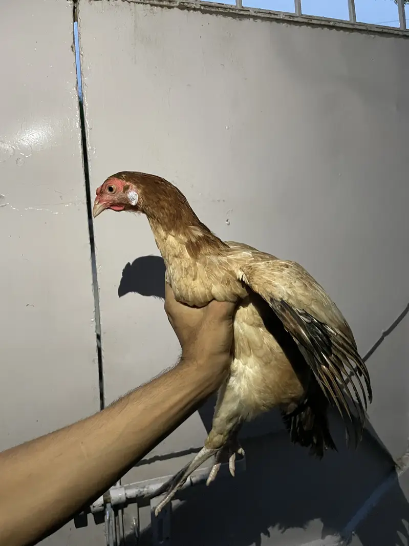 4 hens one rooster — photo 10