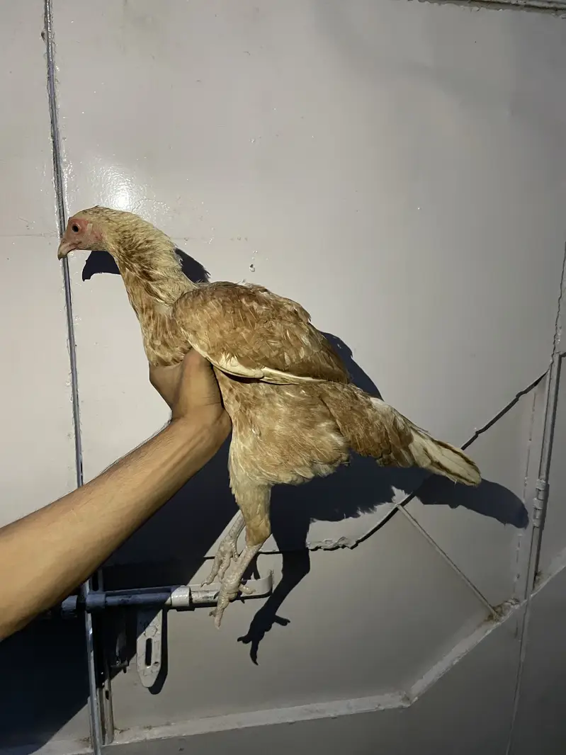 4 hens one rooster — photo 11