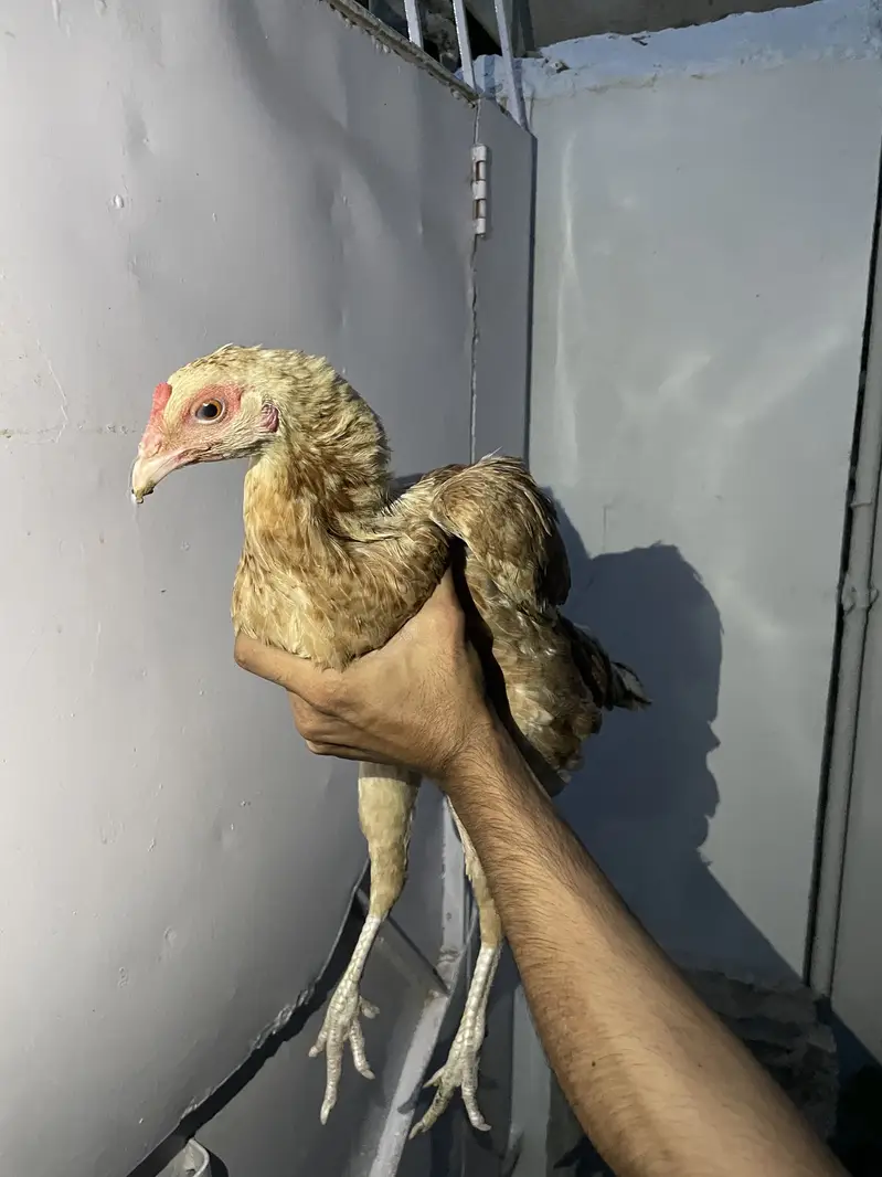 4 hens one rooster — photo 12