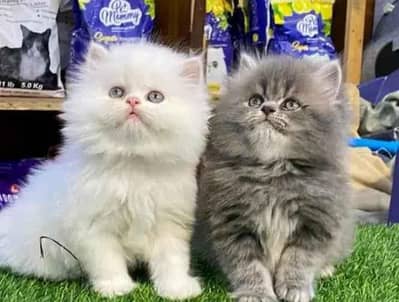 Persian panch face cat and kitten ariant for sale