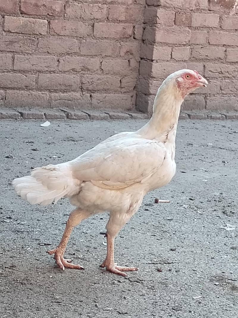 Heera 0