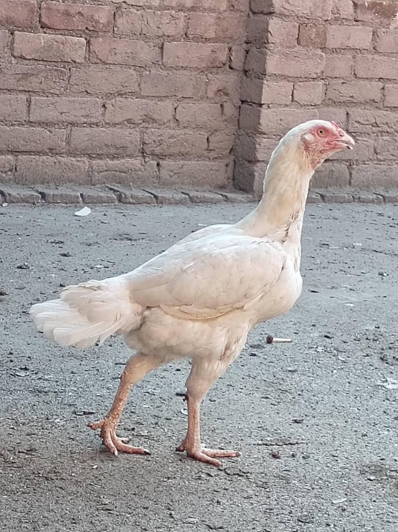 Heera 1