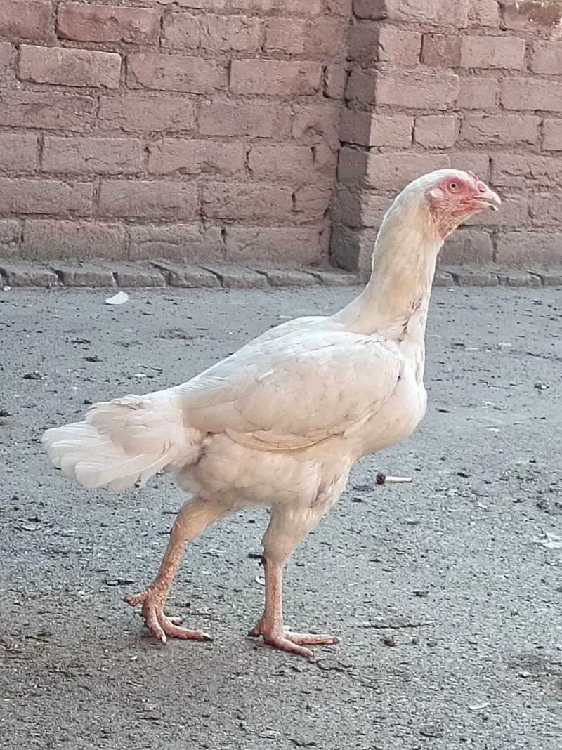 Heera — photo 2