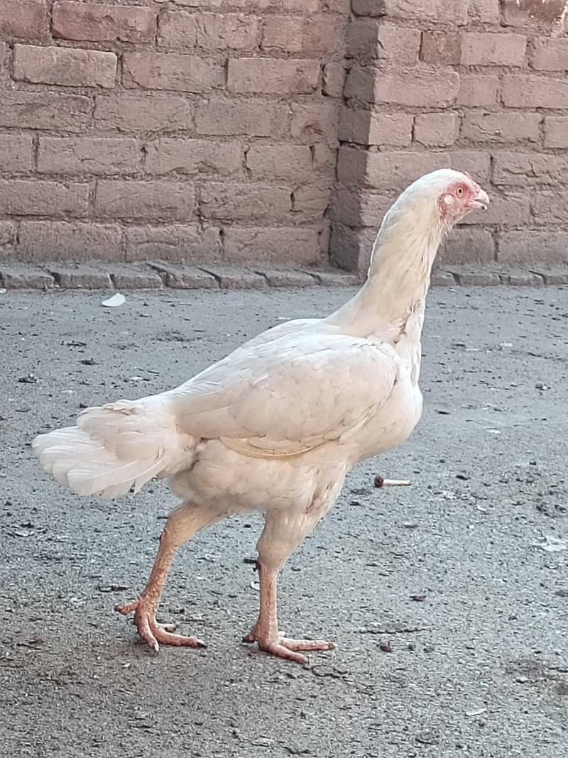 Heera 2