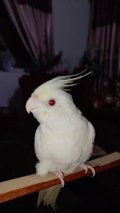 Quality Handtamed Eno Red Eye Cocktail for Sale