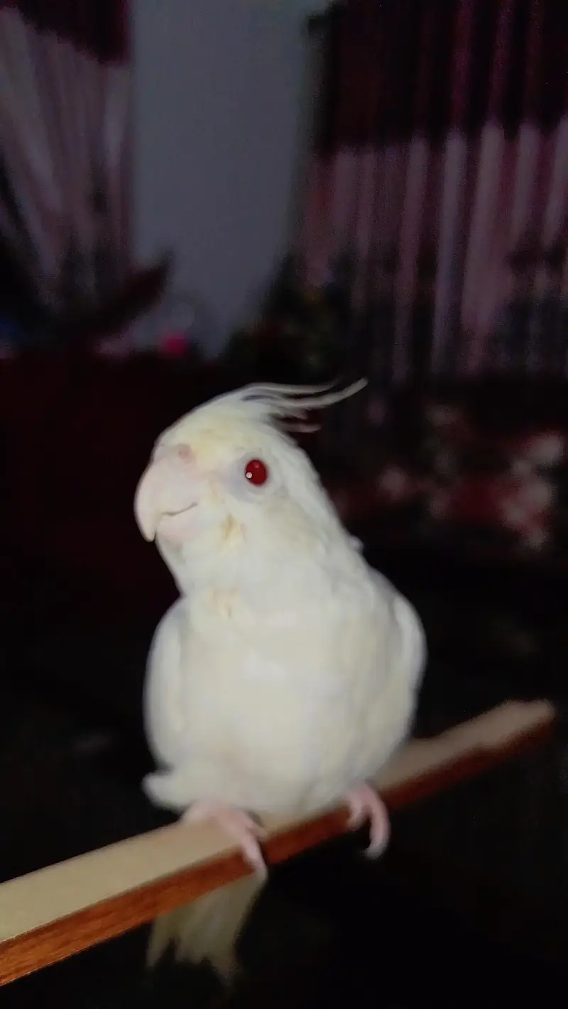 Quality Handtamed Eno Red Eye Cocktail for Sale — photo 2