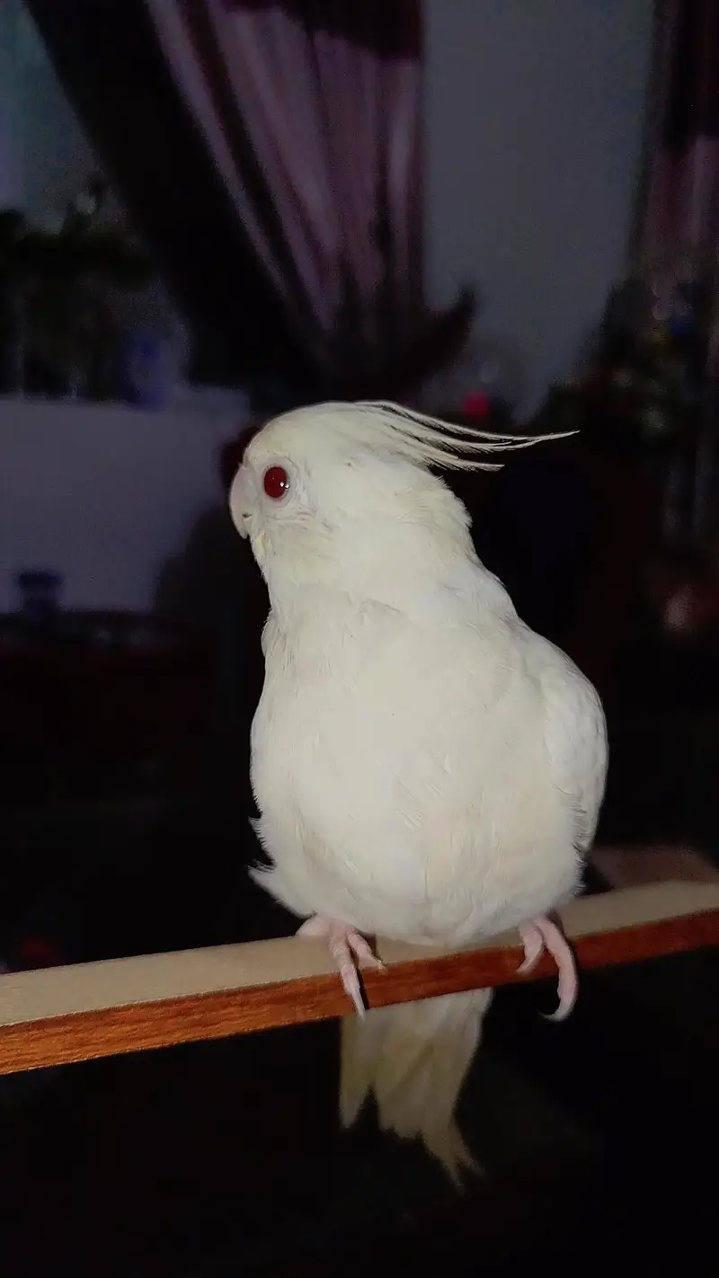 Quality Handtamed Eno Red Eye Cocktail for Sale — photo 5