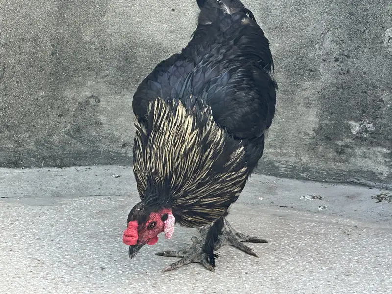Amroha pure desi roaster cross — photo 4