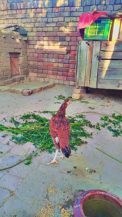 Aseel peela pair for sale 03187473479 call me only