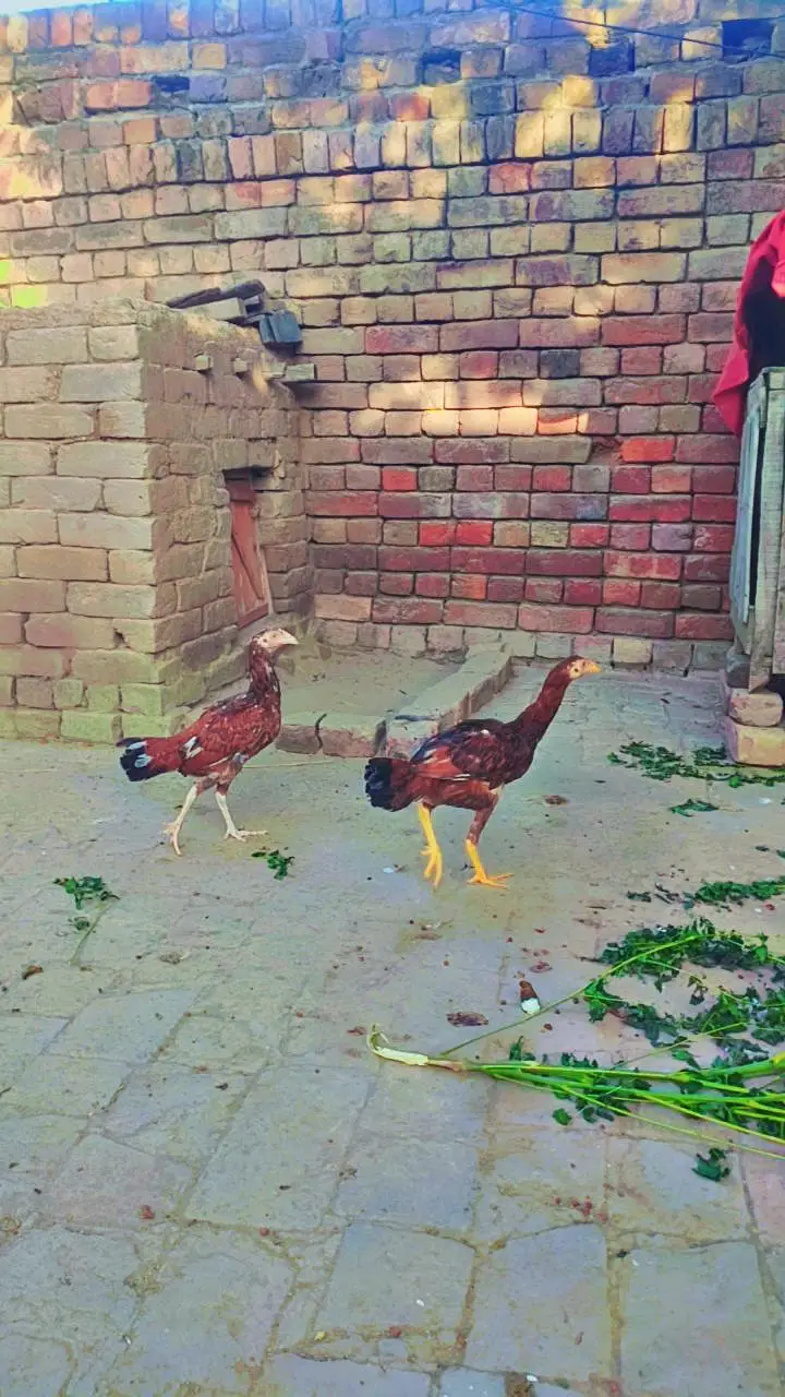 Aseel peela pair for sale 03187473479 call me only — photo 5