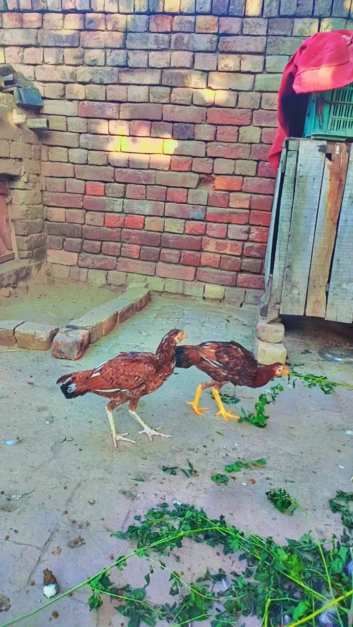 Aseel peela pair for sale 03187473479 call me only — photo 7