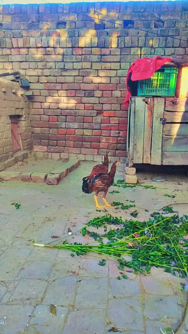 Aseel peela pair for sale 03187473479 call me only — photo 8