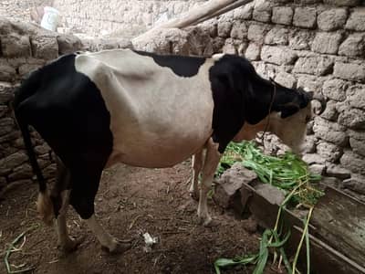 دودھ دینے والی گائے بمعہ 6 ماہ کا نر بچھڑا — چترال KPK