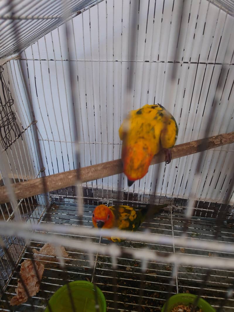 Sun conure 0