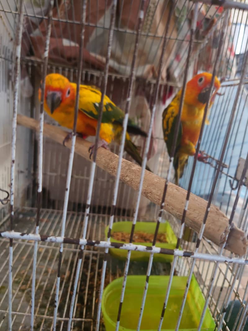Sun conure 1