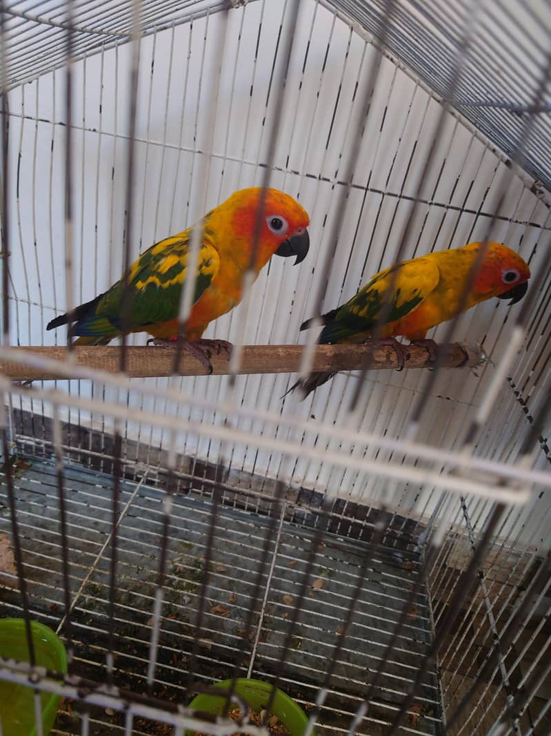 Sun conure 2