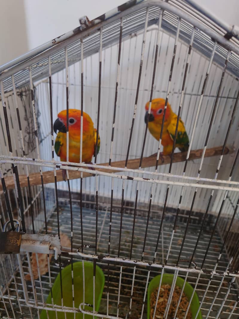 Sun conure 3