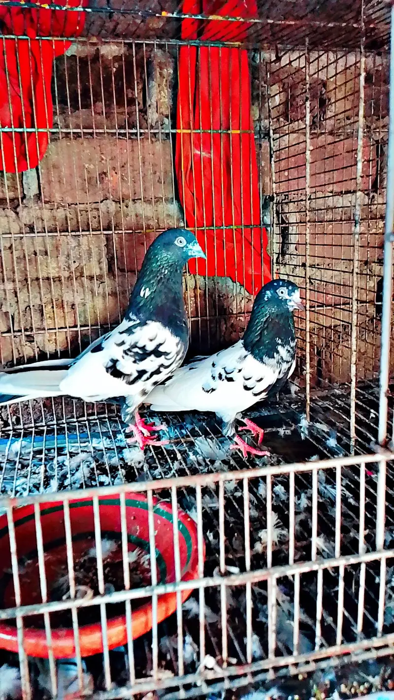 pure rampuri or zera jora for sale 5000 final ha ak joray ka — photo 5