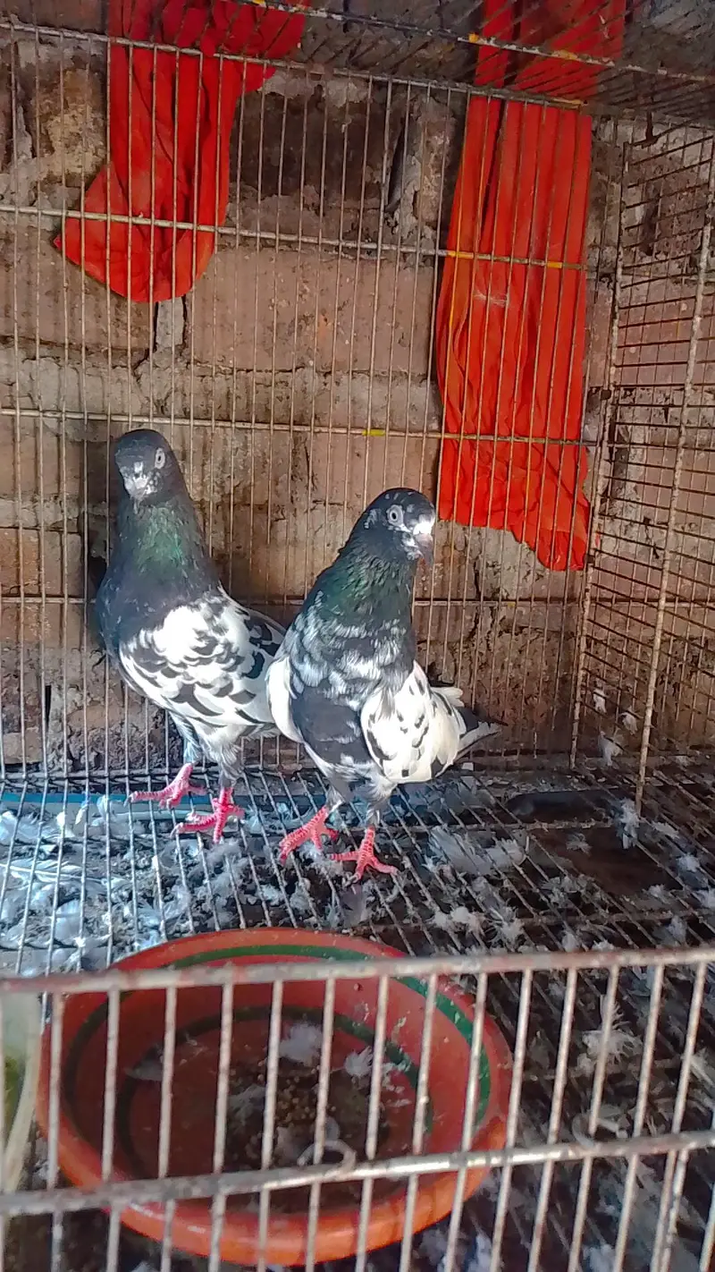 pure rampuri or zera jora for sale 5000 final ha ak joray ka — photo 6