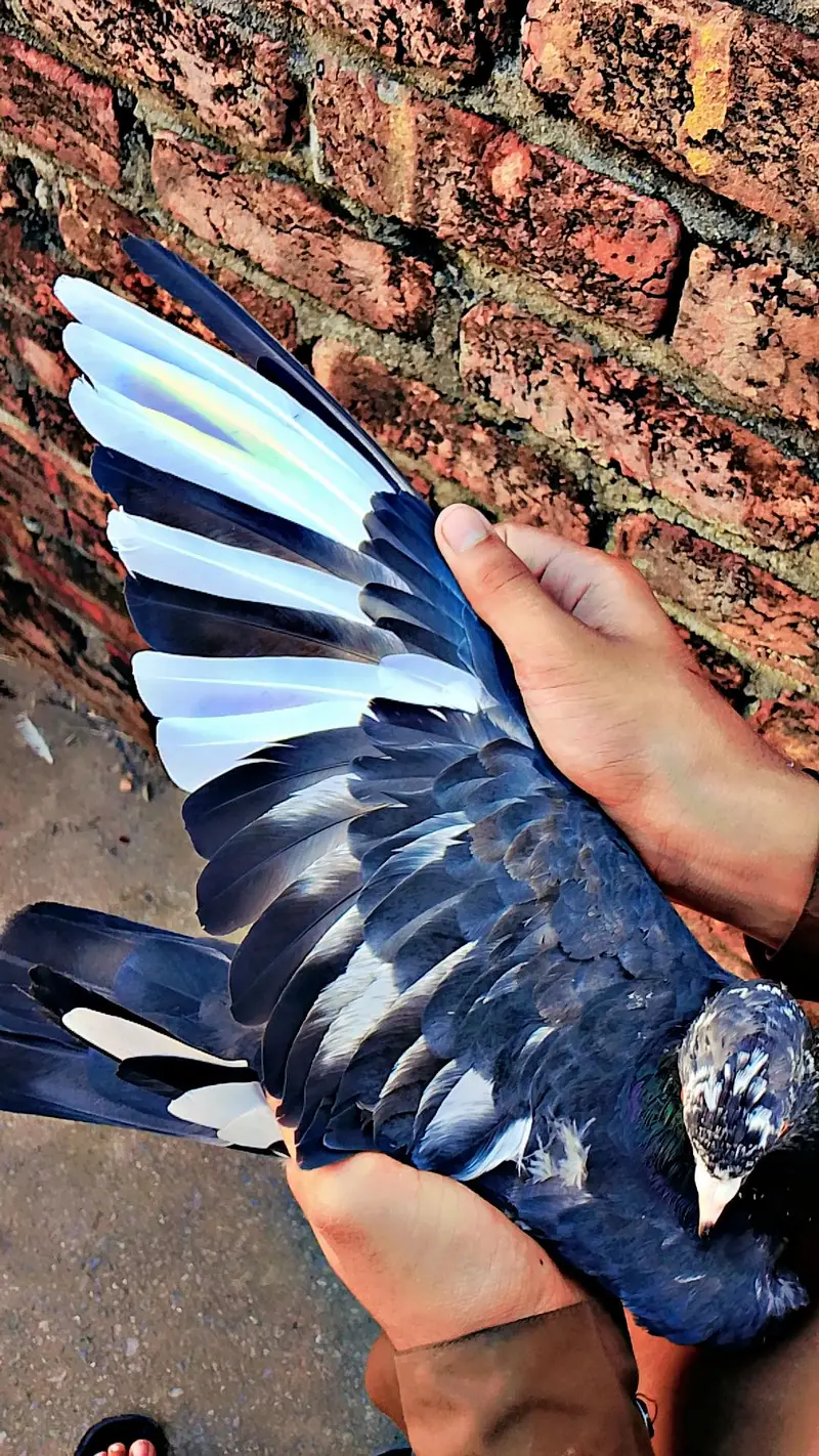 pure rampuri or zera jora for sale 5000 final ha ak joray ka — photo 9