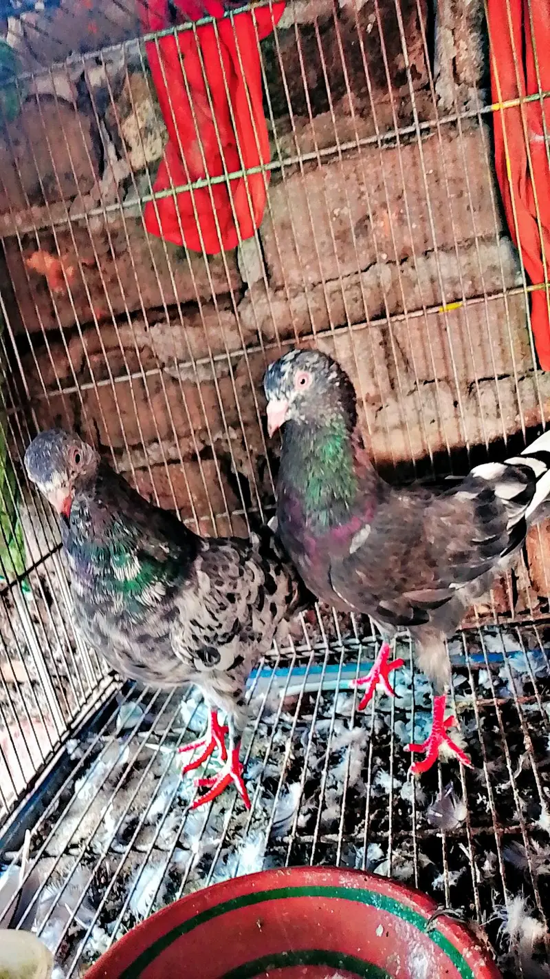 pure rampuri or zera jora for sale 5000 final ha ak joray ka — photo 11