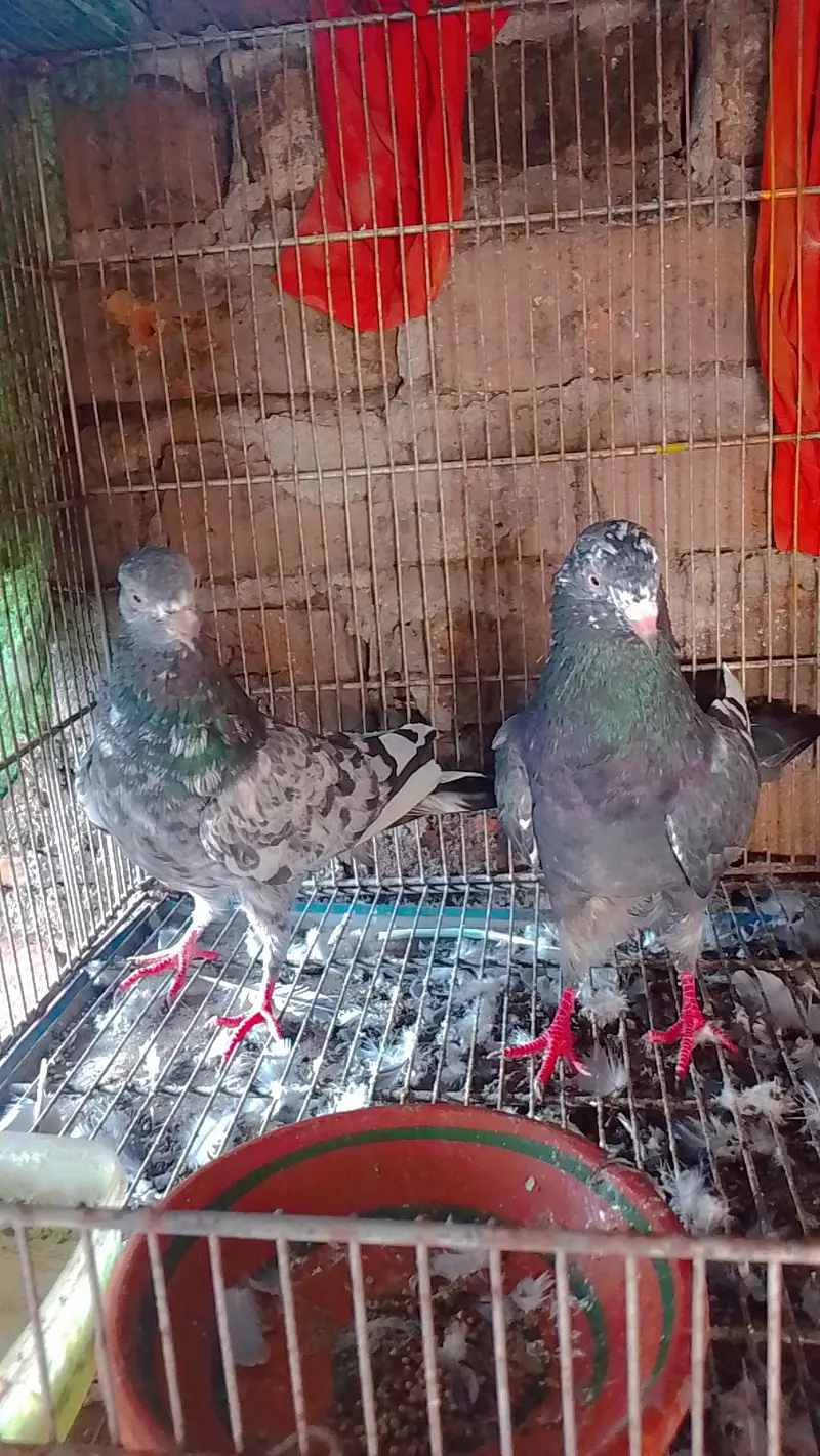 pure rampuri or zera jora for sale 5000 final ha ak joray ka — photo 12