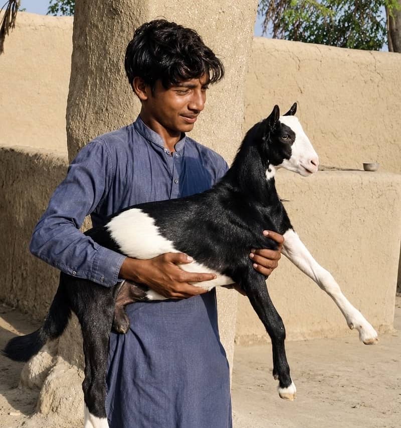 Ablak Tedda bakra 0