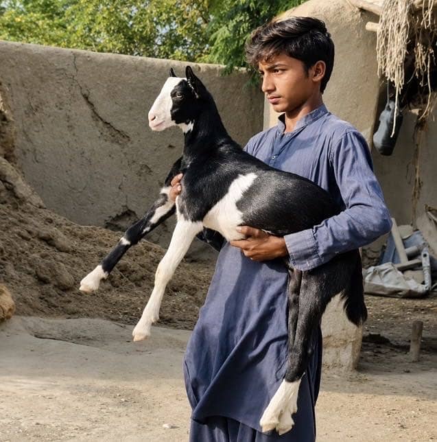 Ablak Tedda bakra 1
