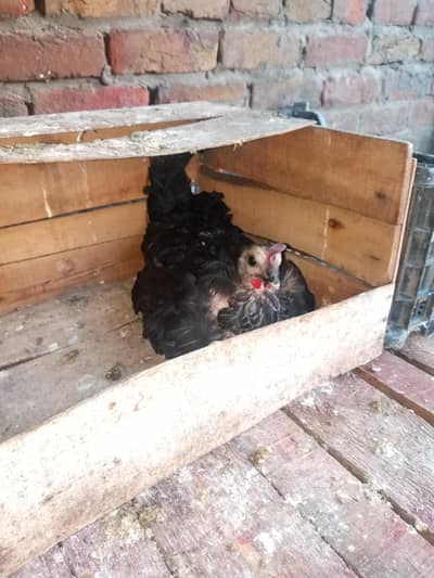 kuruk hen for sale
