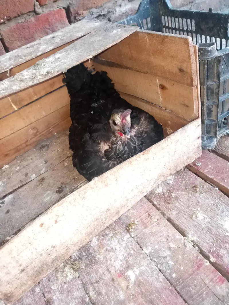 kuruk hen for sale — photo 2