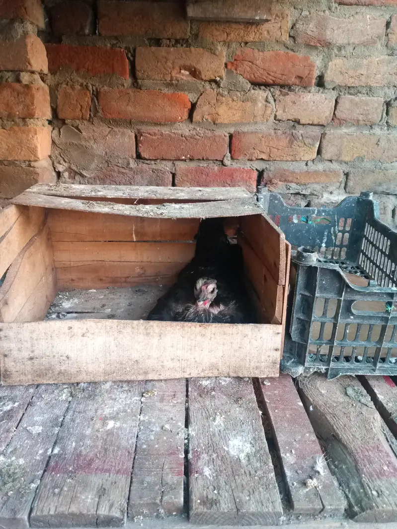kuruk hen for sale — photo 3
