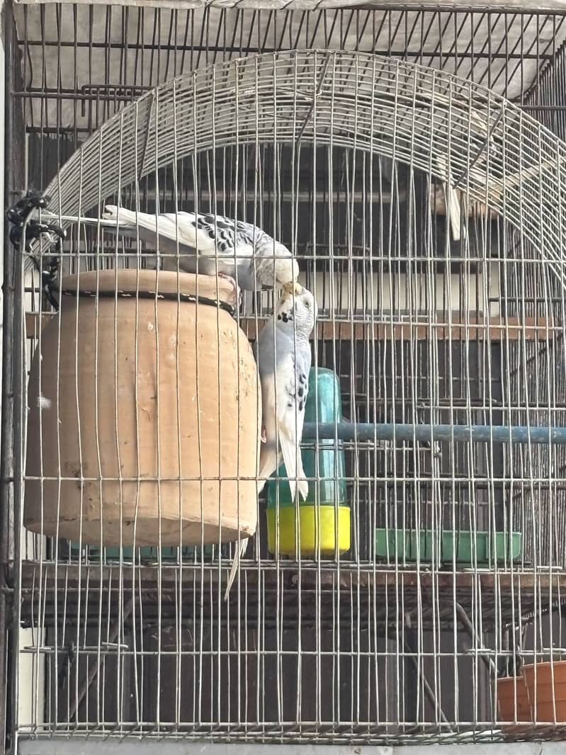 Budguie and Java pair available with cage 0