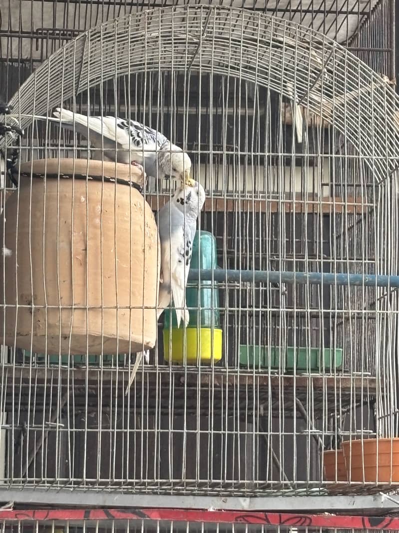 Budguie and Java pair available with cage 2